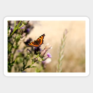 Small Tortoiseshell Butterfly Sticker